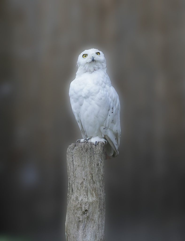 Harry Potter & The Snitch